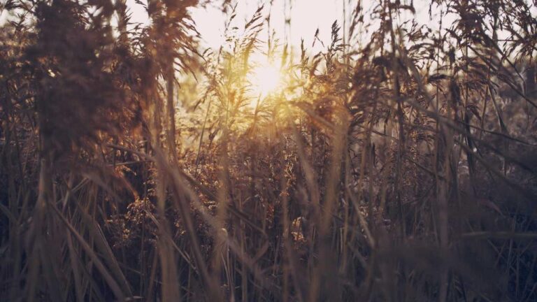 How To Create A New Password On Cricbet99?