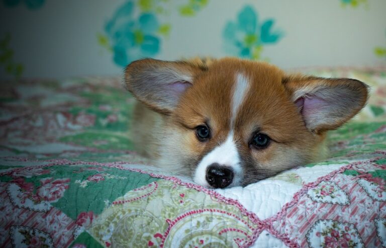 Reddybook: Revolutionizing Digital Publishing and Community Engagement